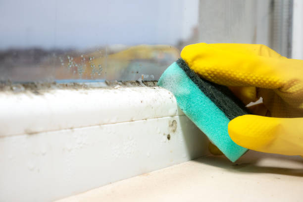 Professional Mold Removal in San Felipe Pueblo, NM